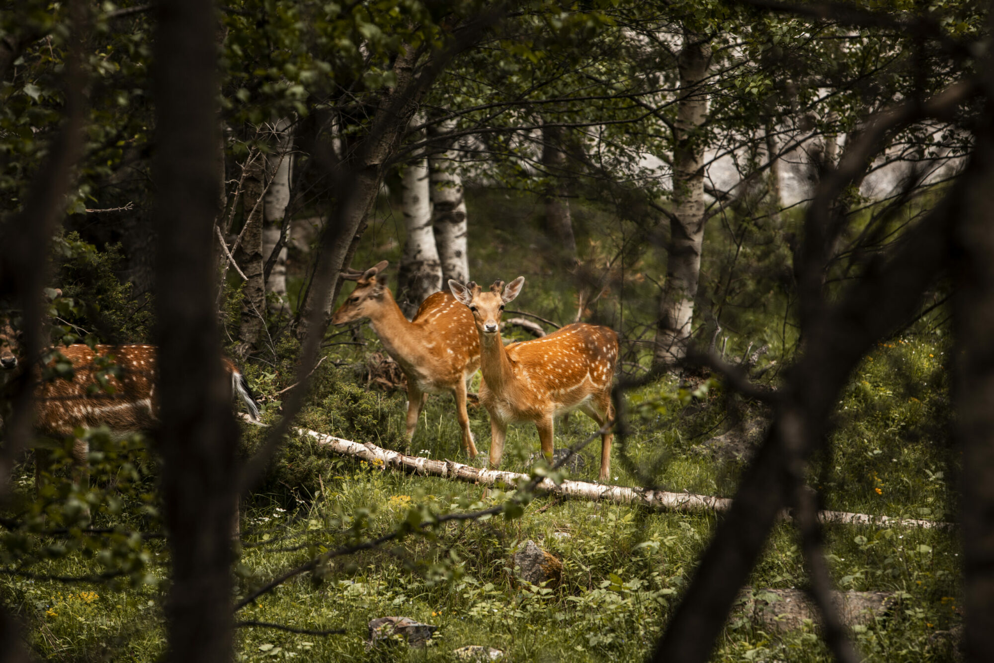 Walk to the Wildlife Park